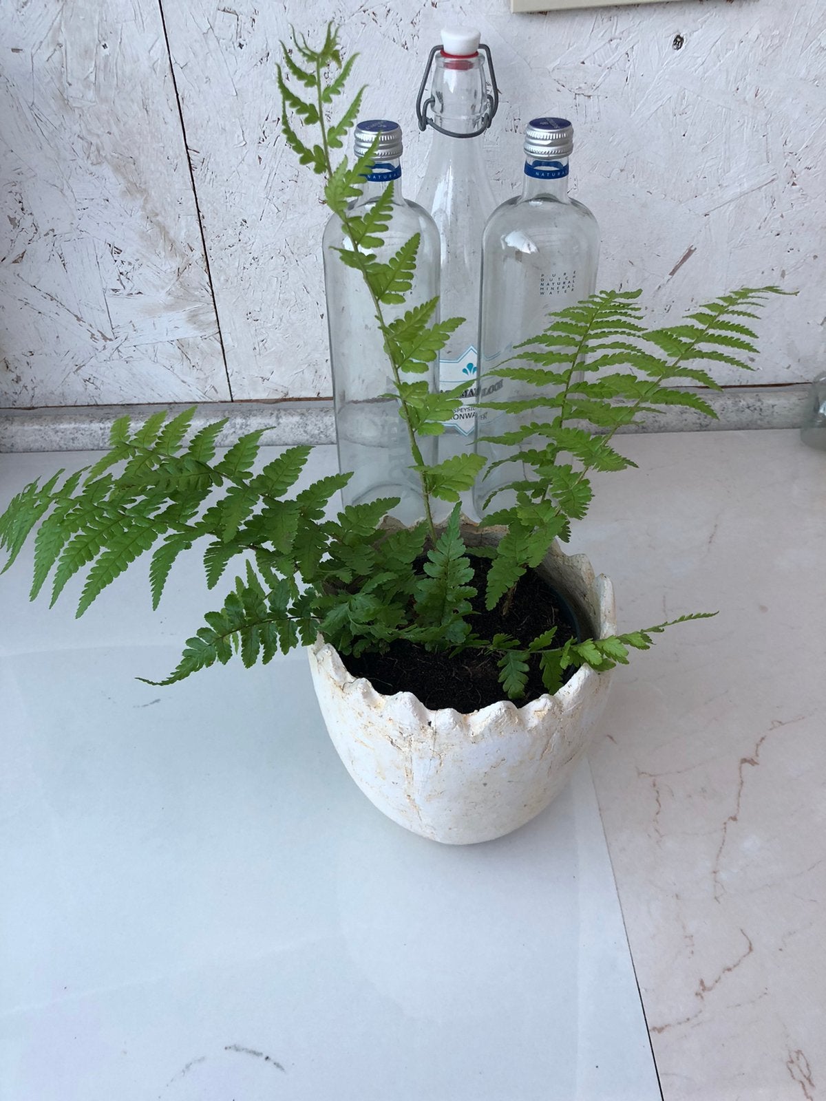 Plant in potje, Tuin en Terras, Planten | Tuinplanten, Ophalen, Overige soorten, Volle zon