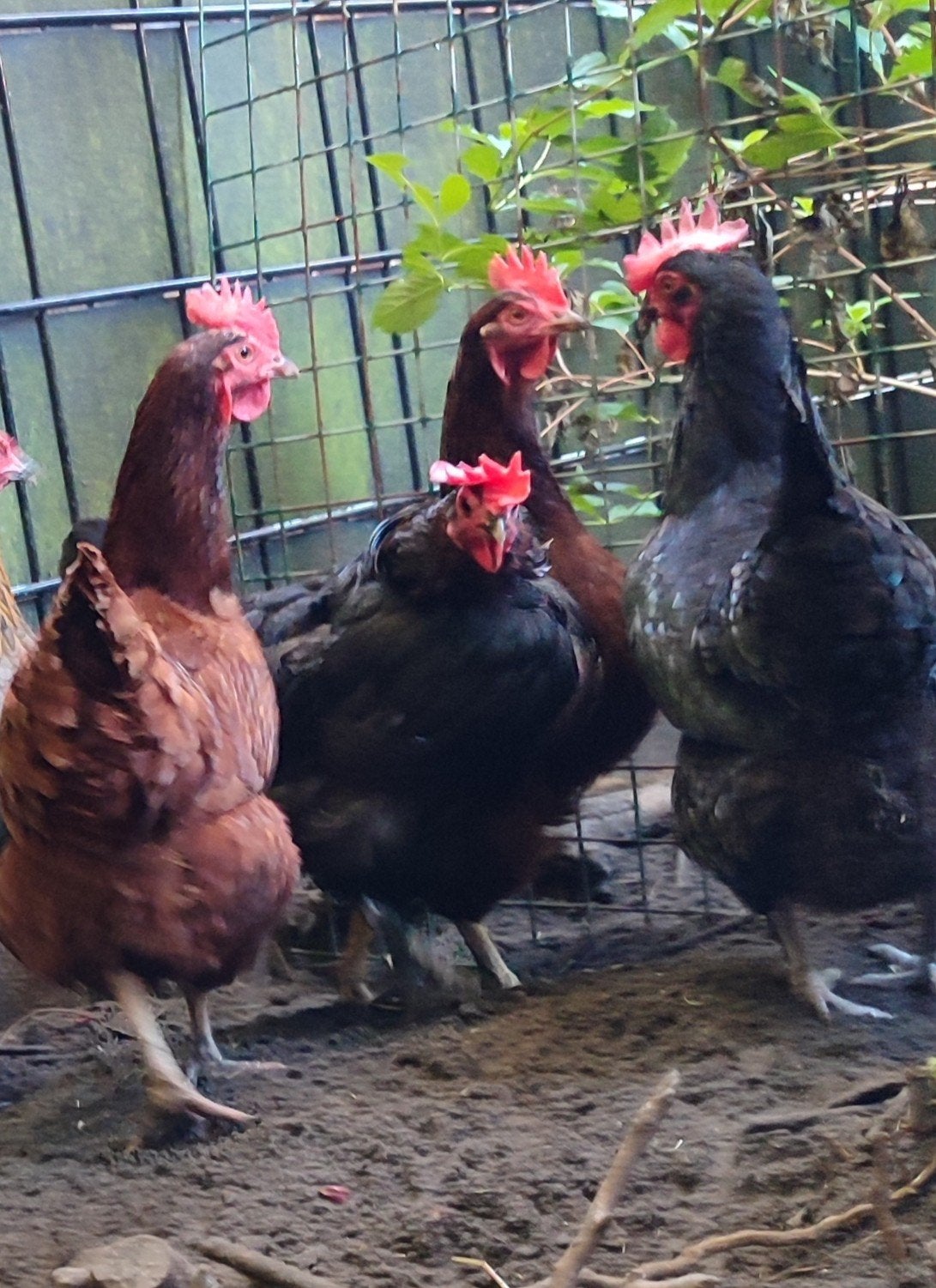 5 hennen marans en red island, Vrouwelijk, Kip