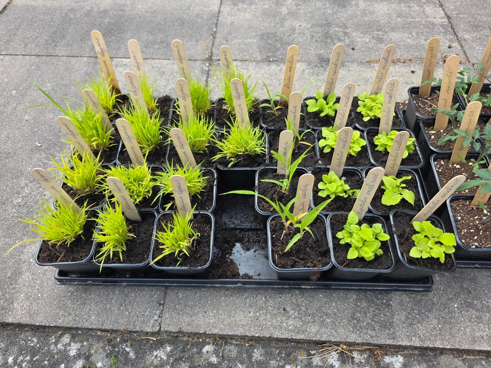 Tuinplantjes, Ophalen, Vaste plant, Siergrassen, Halfschaduw