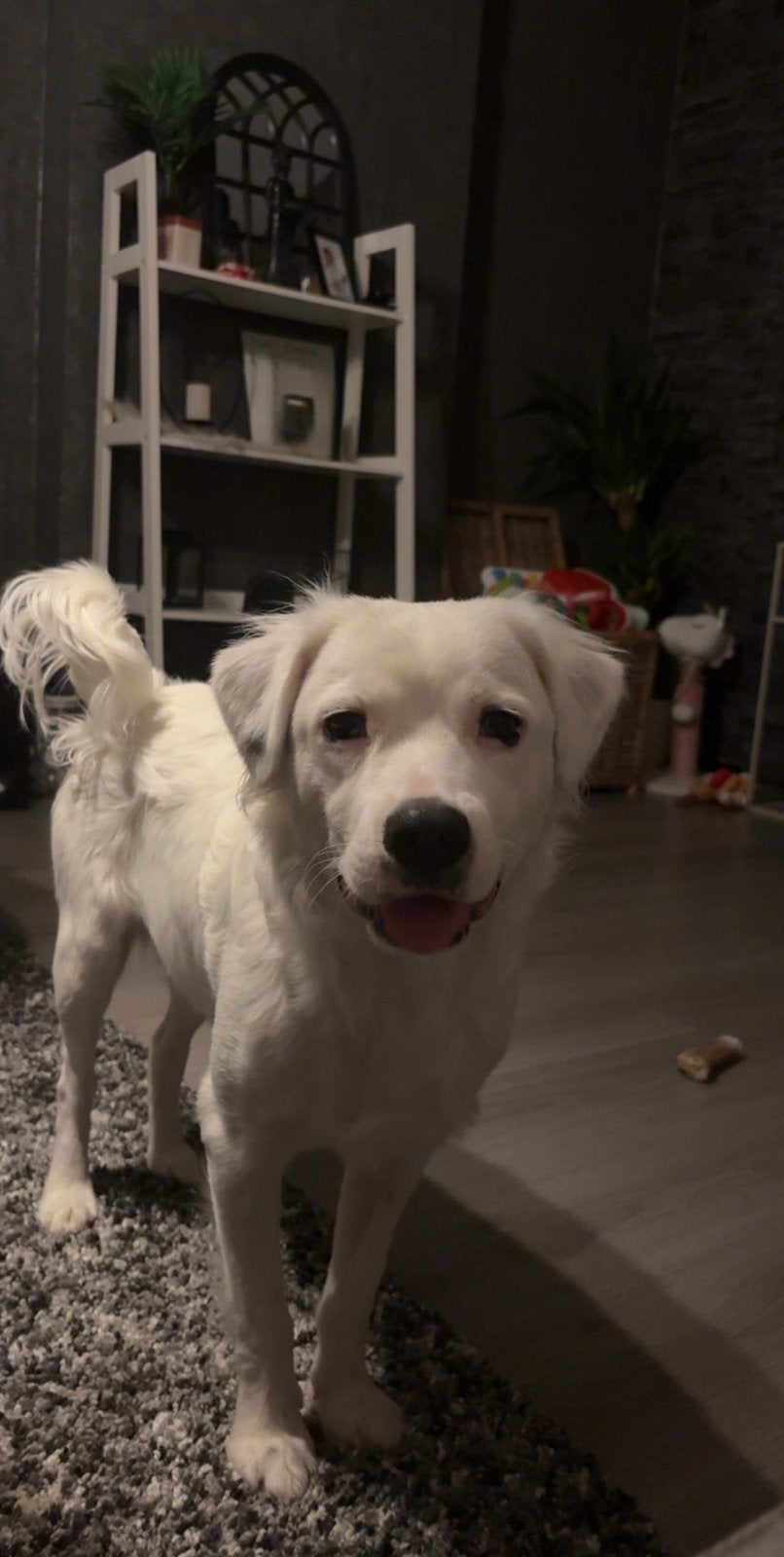 Boomer x jackrussel, 15 weken tot 1 jaar, Reu, Parvo, Eén hond