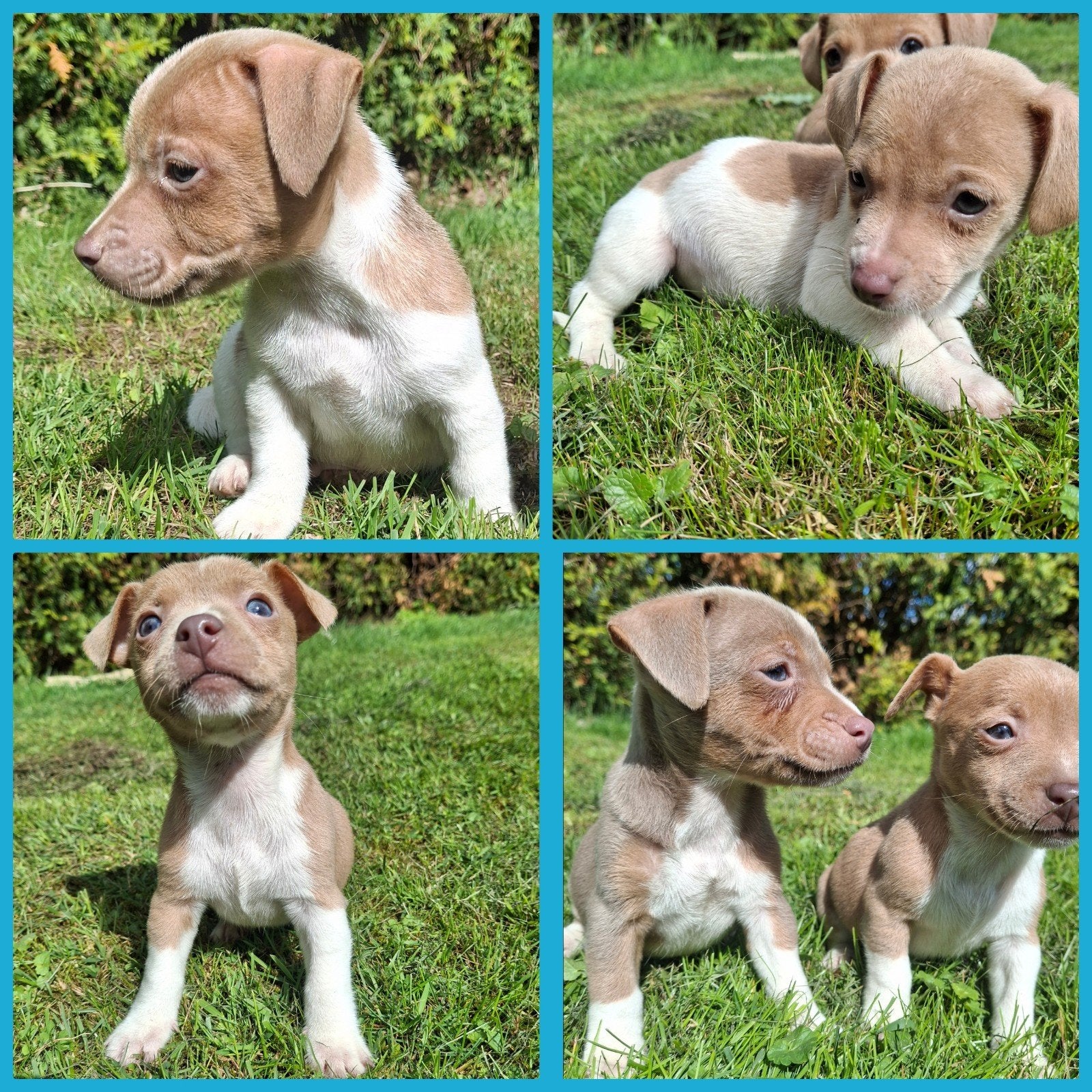 Knappe Jack Russell pups lavendel., Dieren en Toebehoren, Honden | Jack Russells en Terriërs, Meerdere dieren, Jack Russell Terriër