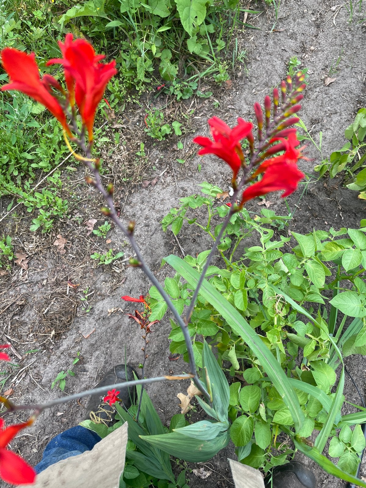 Crocosmia 'Lucifer' - Vurige Rode Bloemen, Tuin en Terras, Volle zon, Vaste plant, Zomer, Ophalen