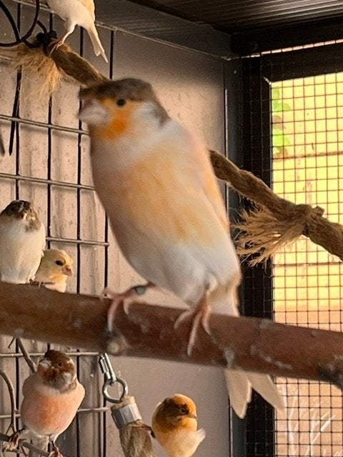 Mooie kuif harlekijn kanarie man 2026, Dieren en Toebehoren, Mannelijk, Kleurkanarie