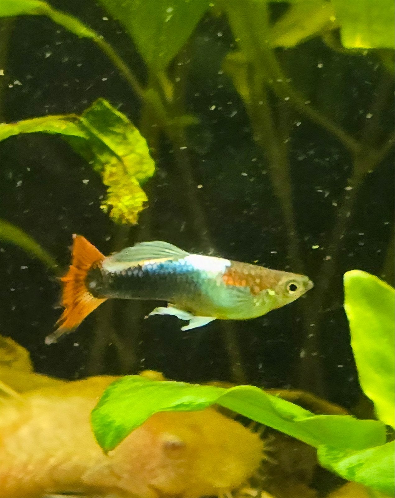 hele mooi guppen, Dieren en Toebehoren, Vis