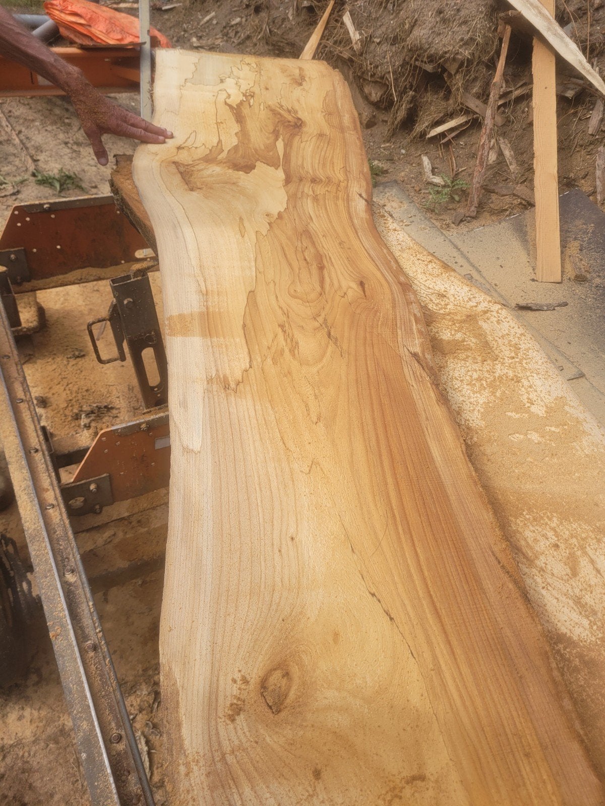 schaaldeel boomplank salontafel ESDOORN MET SLAAP, Ophalen of Verzenden, Nieuw, 250 cm of meer, Planken