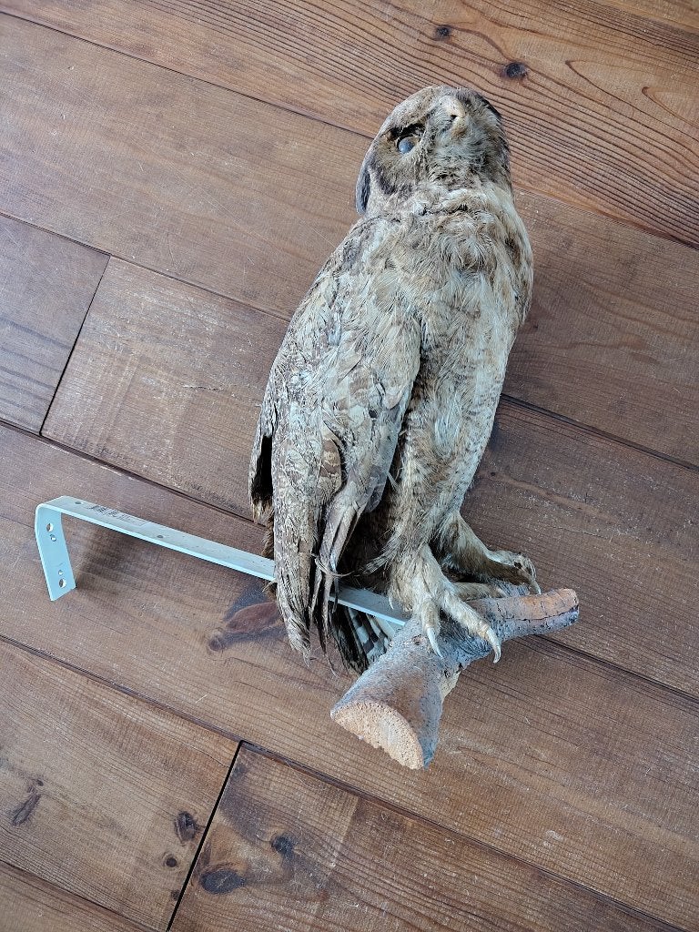 Opgezette uil op tak. Hoogte 50 cm., Ophalen of Verzenden, Gebruikt, Vogel, Opgezet dier