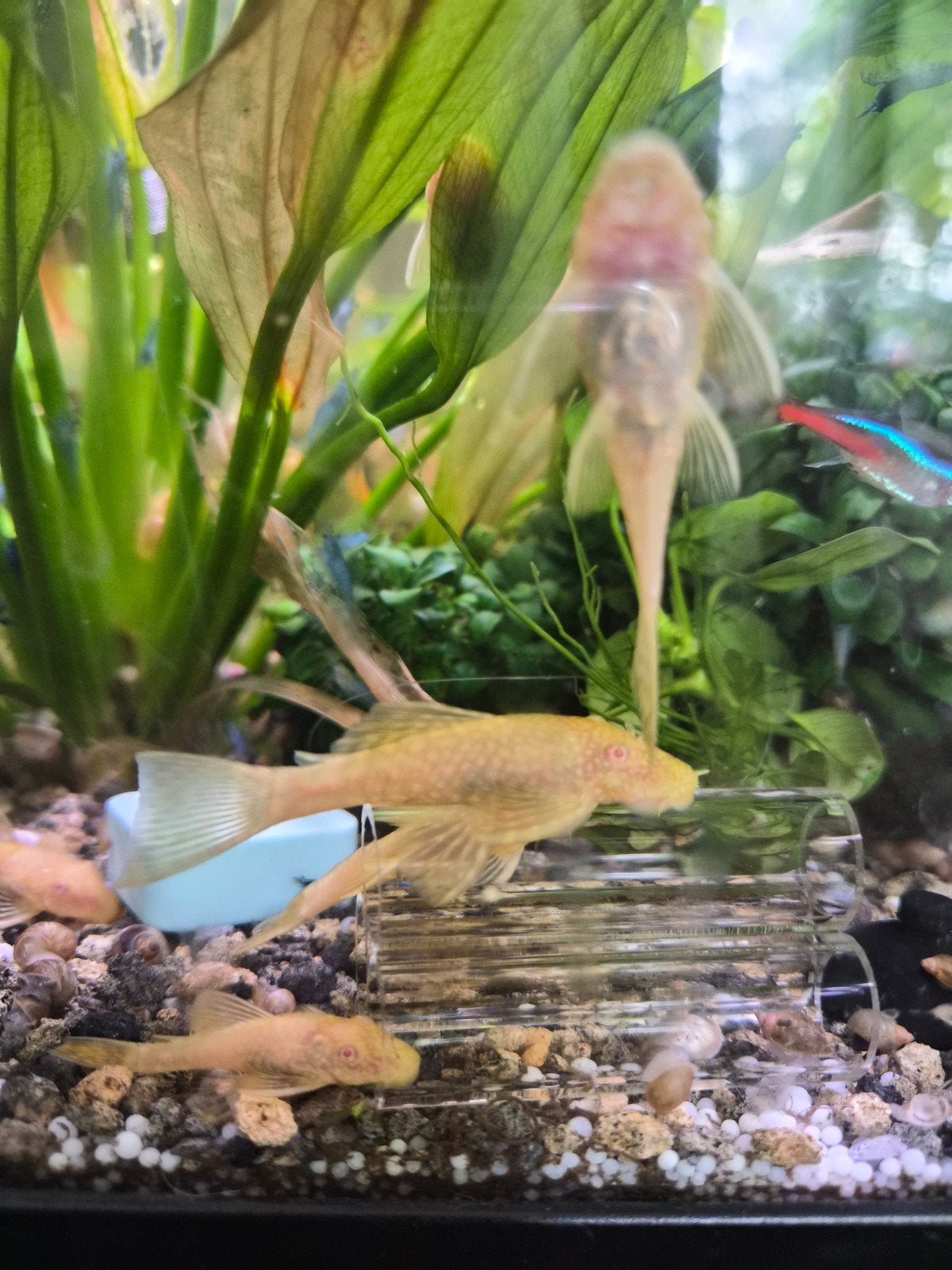 Ancistrus Gold Albino te koop, Dieren en Toebehoren, Vissen | Aquariumvissen, Vis, Zoetwatervis