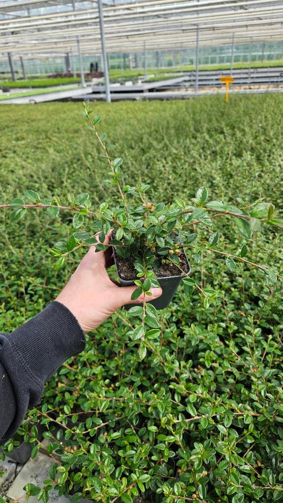 Cotoneaster Coral Beauty - dwergmispel - vaste plant, Tuin en Terras, Bodembedekkers, Volle zon, Vaste plant, Ophalen of Verzenden