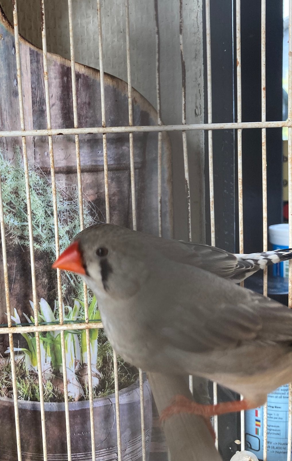 Zebravinkjes wildkleur, Meerdere dieren