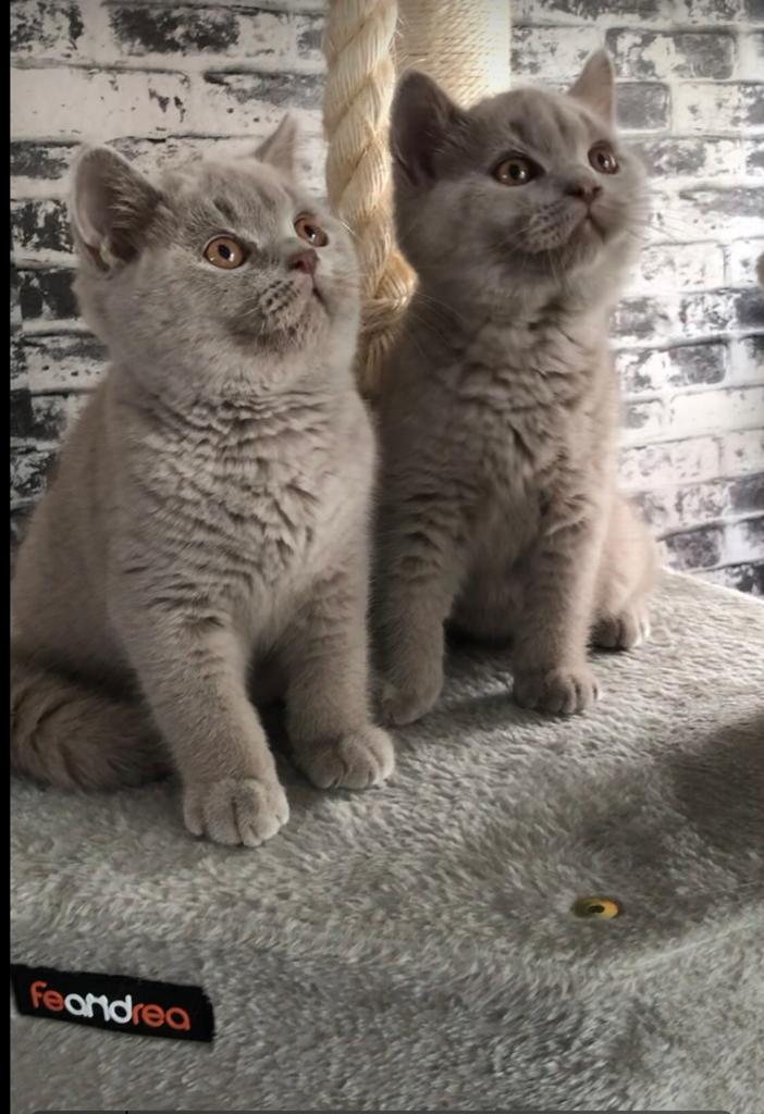 Brits Britse korthaar kitten 1 beschikbaar, Dieren en Toebehoren, Katten en Kittens | Raskatten | Korthaar, Kater, 0 tot 2 jaar