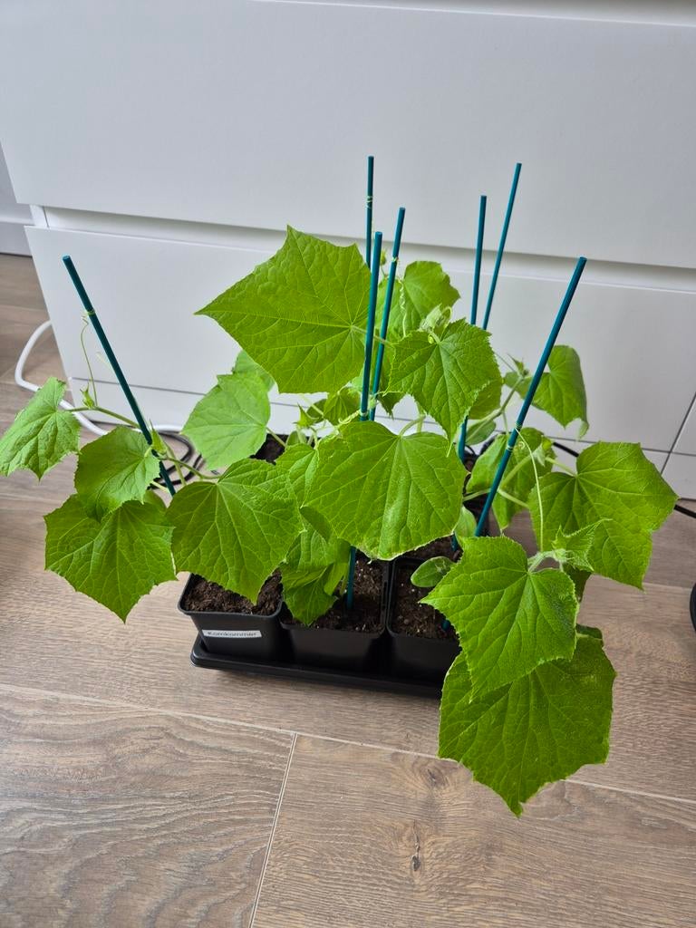 Diverse moestuinplanten te koop! zie omschrijving, Tuin en Terras, Planten | Tuinplanten, Ophalen, Eenjarig, Groenteplanten, Volle zon