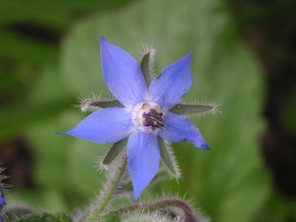 Komkommerkruid / Borage - Borago officinalis, Ophalen, Eenjarig, Kruiden, Halfschaduw