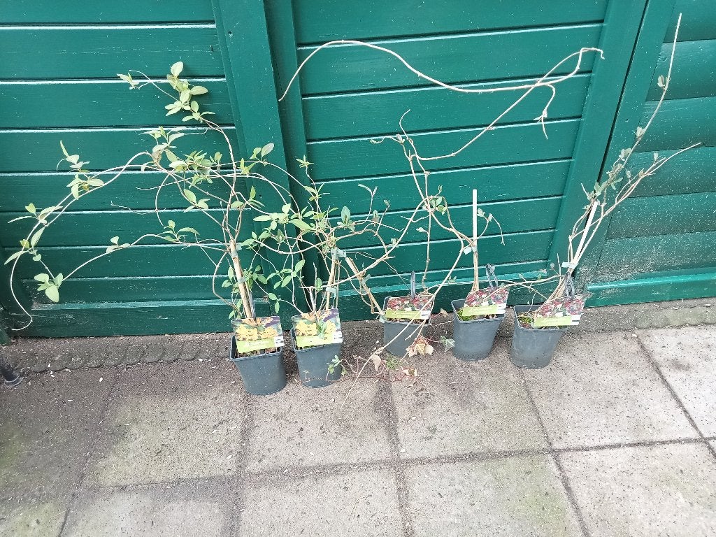 5 X KAMPERFOELIE PLANTEN IN POT KLIMPLANT 2 GEEL 3 ROOD, Tuin en Terras, Ophalen, Vaste plant, Klimplanten, Volle zon