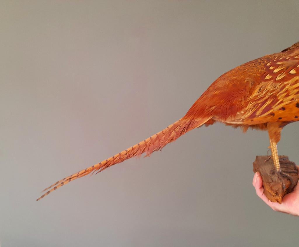 Opgezette fazant, Ophalen of Verzenden, Zo goed als nieuw, Vogel, Opgezet dier
