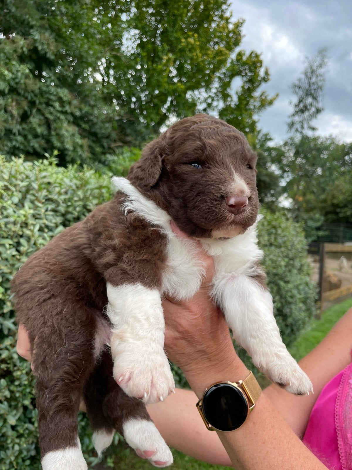 UNIEKE Wetterhoun X Australian Shepherd pups, Parvo, Overige rassen, 8 tot 15 weken, Meerdere