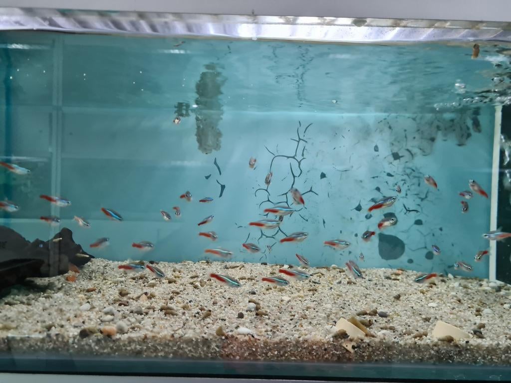 Neon Tetra, Paracheirodon Innesi, Neontetra, Dieren en Toebehoren, Vis, Zoetwatervis