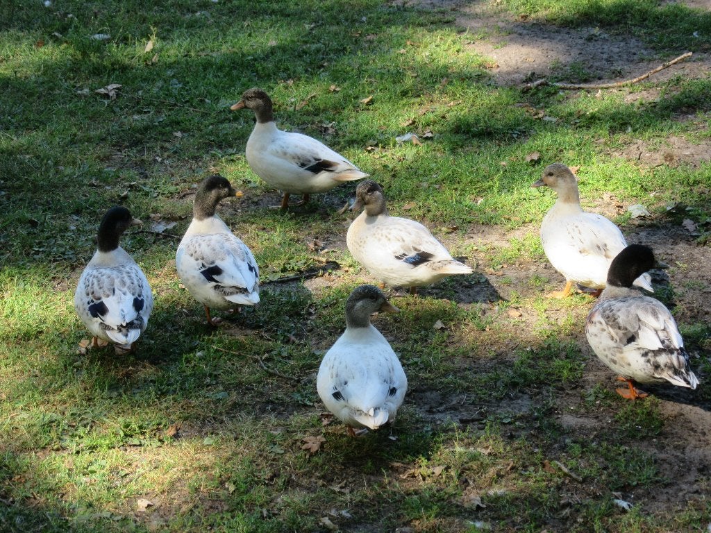 maes kleurige kwakers, Meerdere dieren, Eend