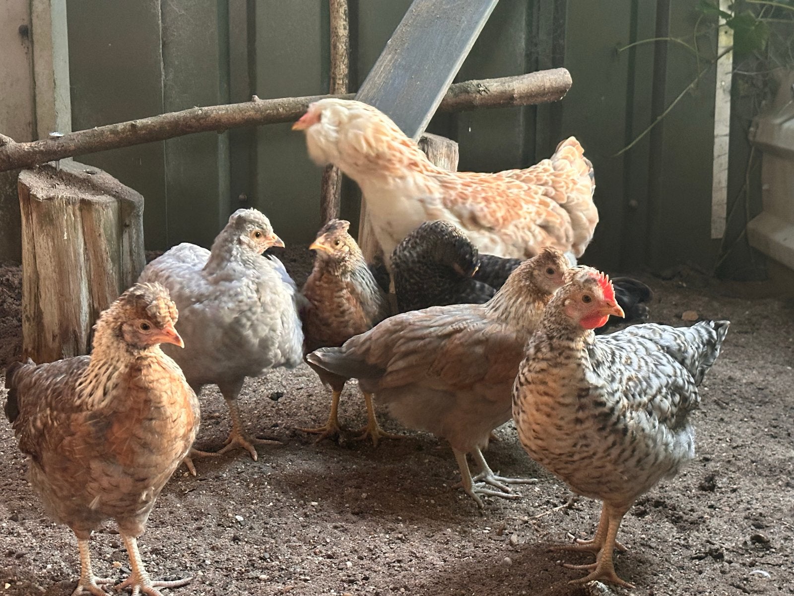 Faverolle / faverolles gezocht, Dieren en Toebehoren, Vrouwelijk, Kip