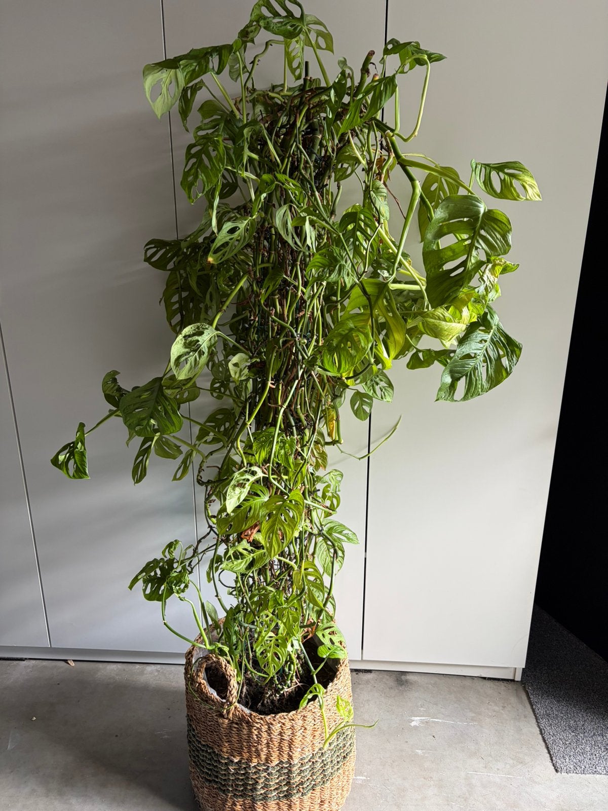 Kamerplant Monstera Monkey leaf 160cm, Ophalen, Zo goed als nieuw