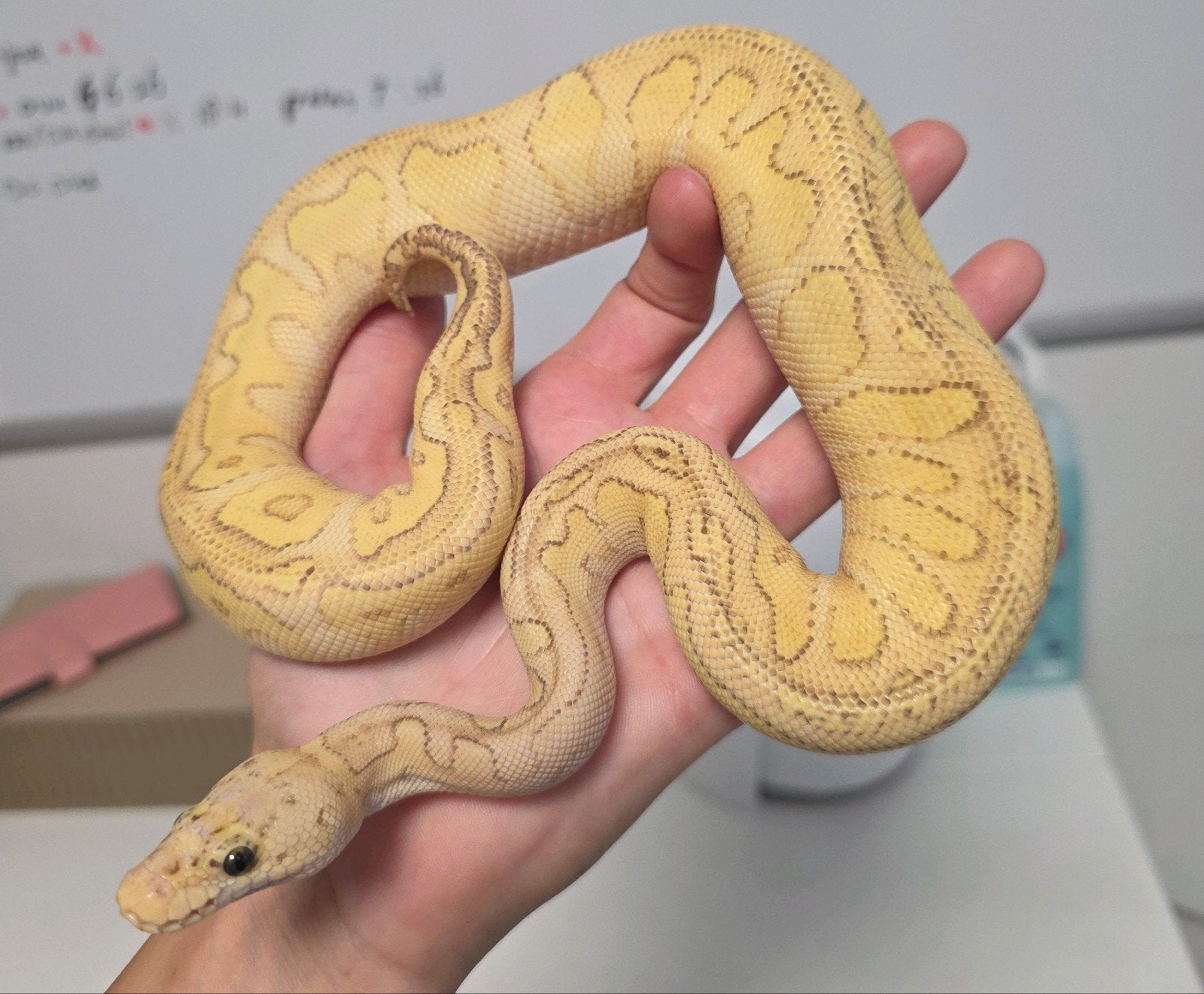 Clown Butter Pastel 100%Lavender Albino️(Grail Project), Dieren en Toebehoren, Slang, 0 tot 2 jaar