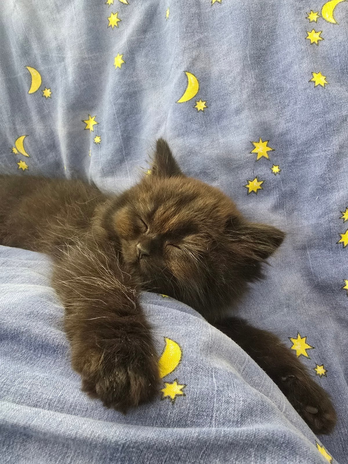 Britse Korthaar kittens, Dieren en Toebehoren, Kater, Ontwormd