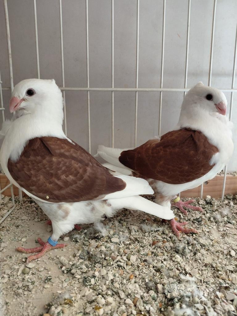 Oud hollandse meeuwen, Dieren en Toebehoren, Vogels | Duiven, Geslacht onbekend, Overige soorten