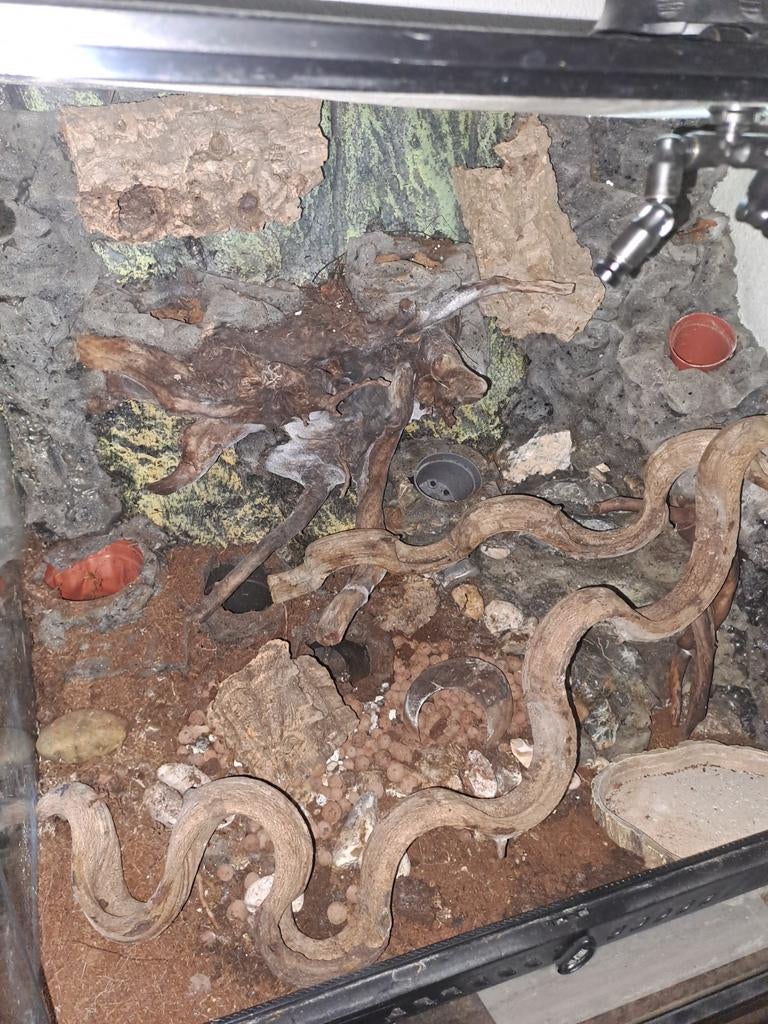 Uitgebreid Exo terra terrarium/ paludarium  60x45x60cm, Dieren en Toebehoren, Reptielen en Amfibieën | Toebehoren, Ophalen