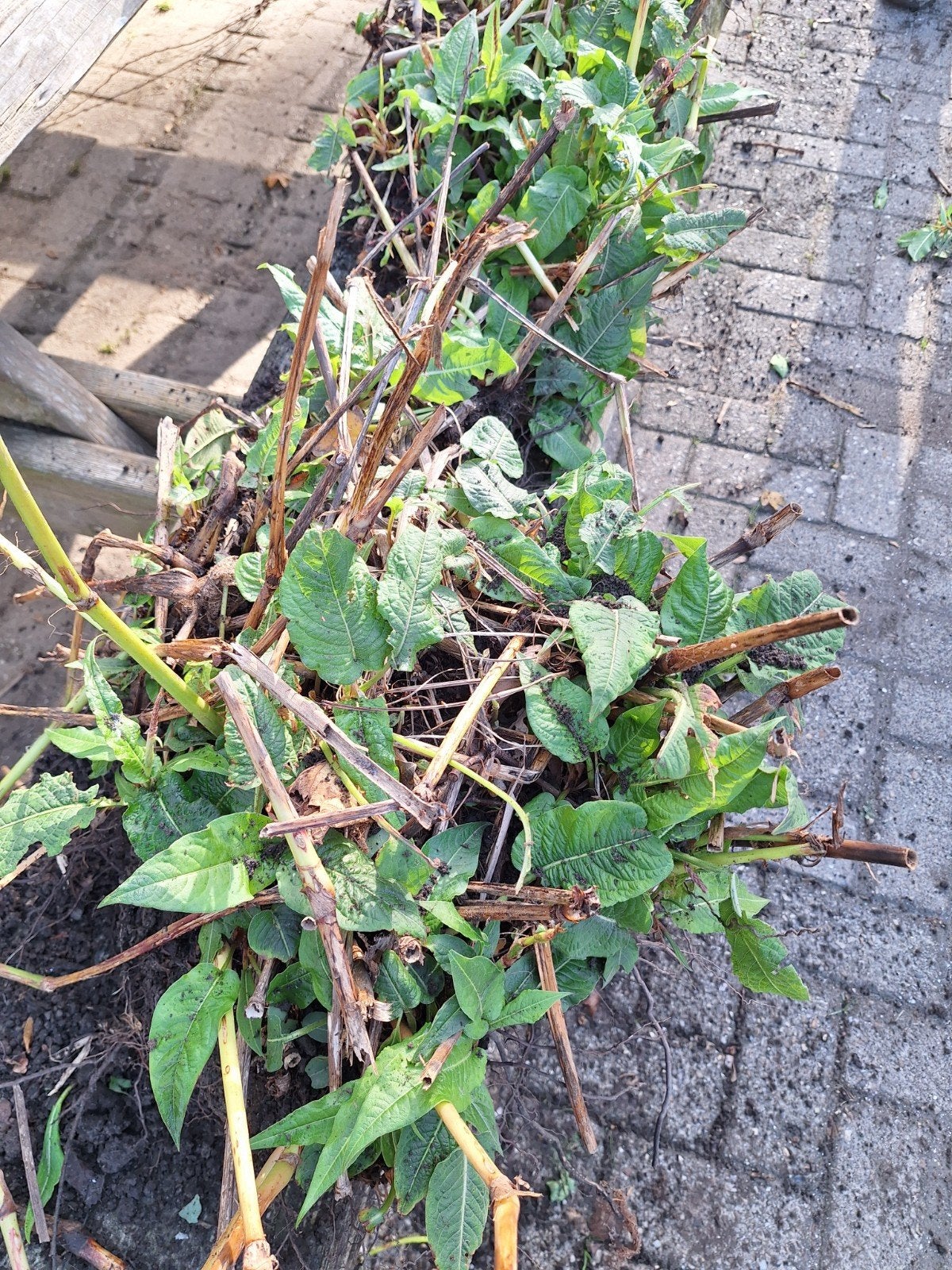 Grote pollen duizendknoop voor stekjes, Vaste plant, Halfschaduw, Zomer, Ophalen