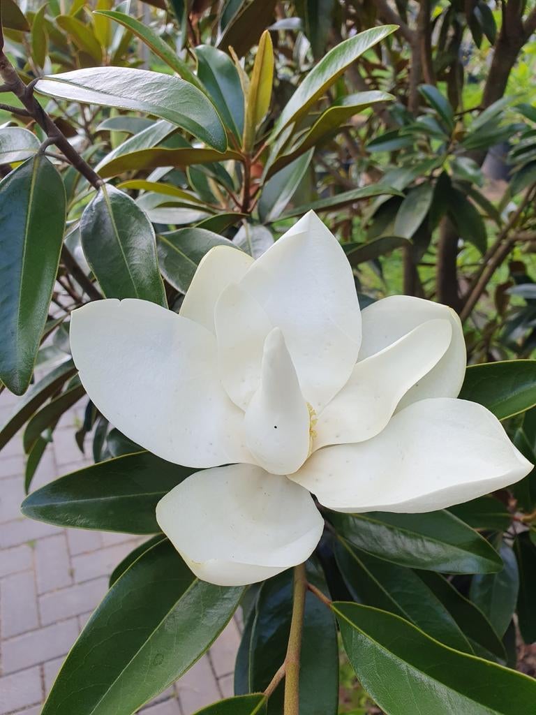 Magnolia grandiflora Alta TMGH  / hoogstam 6-8 ‼️, Zomer, 400 cm of meer, Ophalen, Volle zon