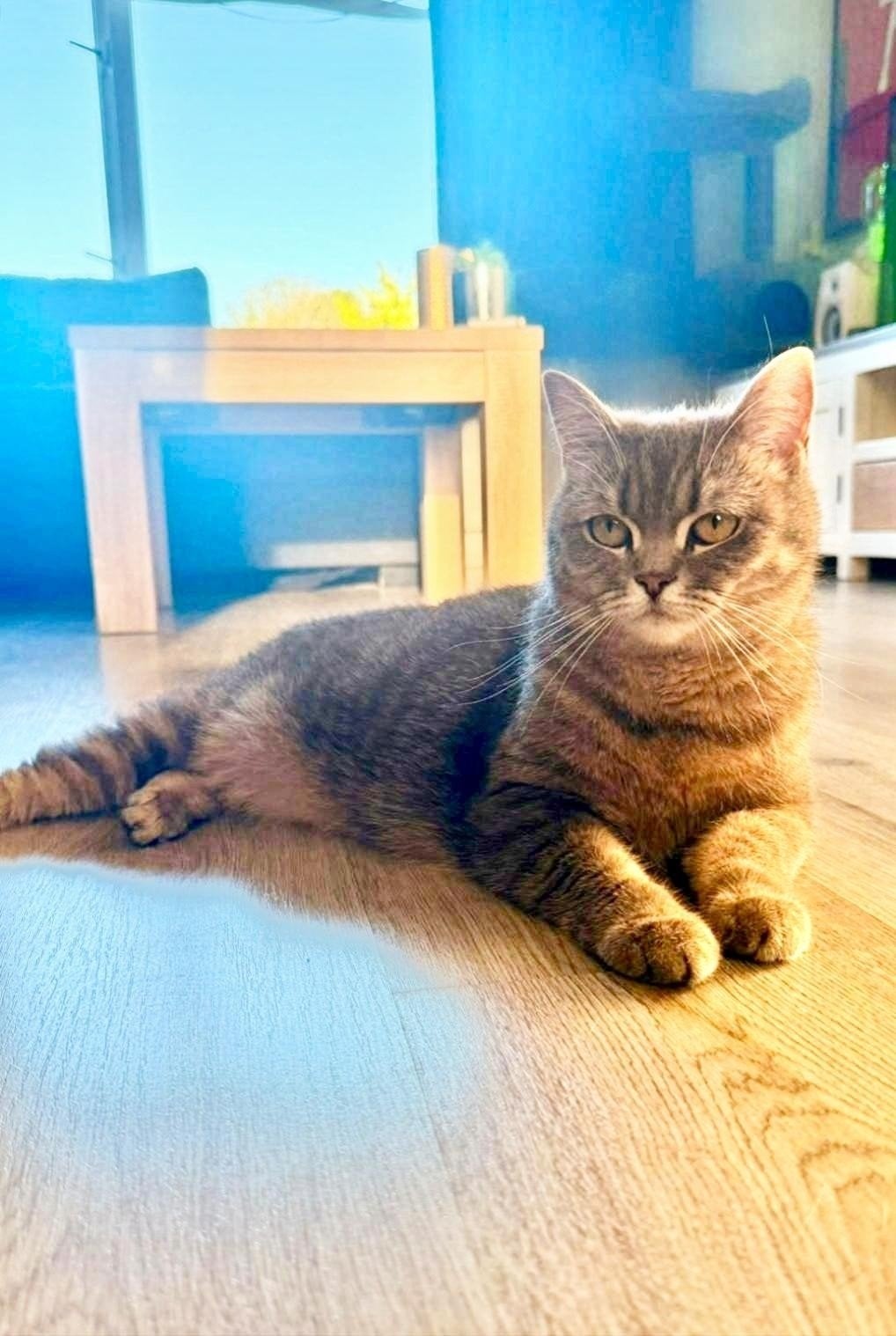 2 Brits korthaar zoeken nieuw huis, Dieren en Toebehoren, Katten en Kittens | Raskatten | Korthaar, Poes, Met stamboom, 0 tot 2 jaar