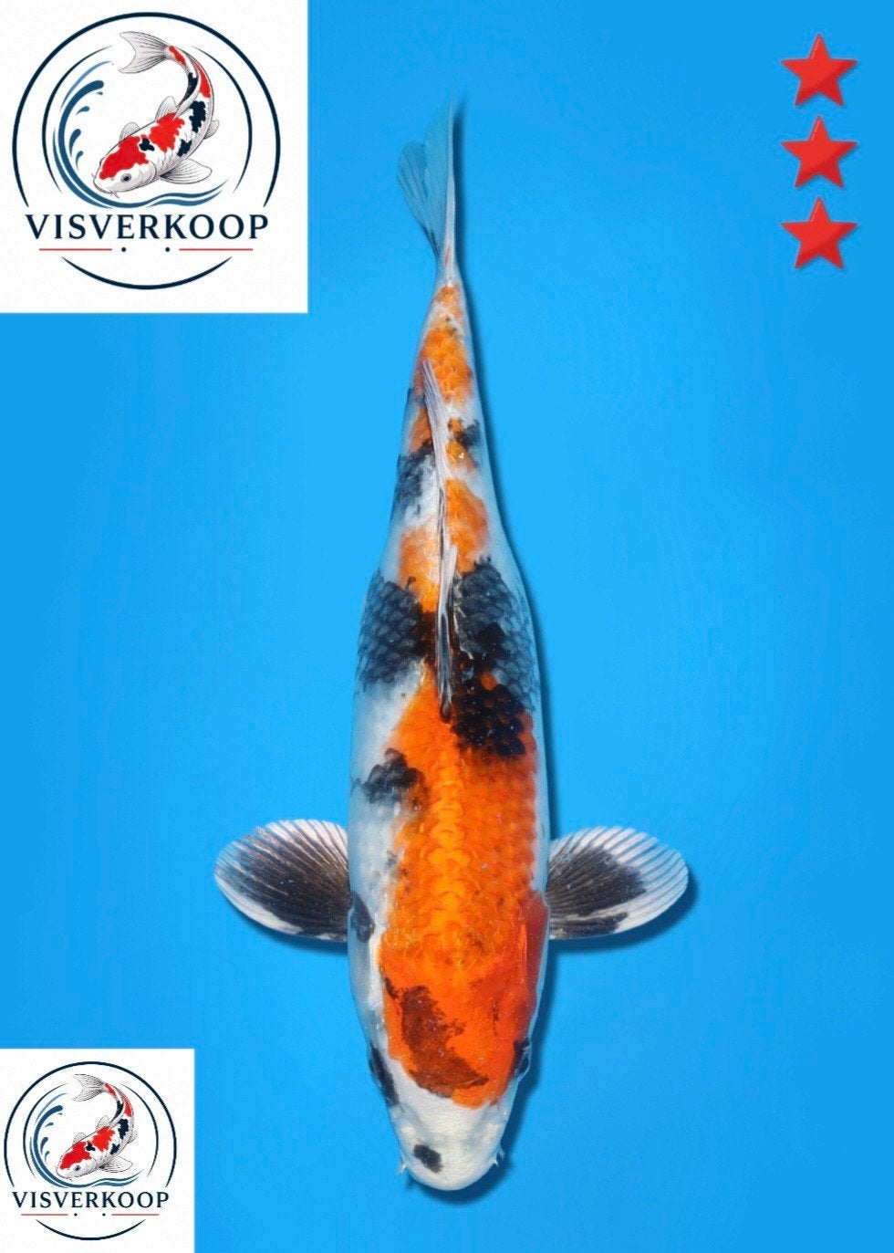 Koi Wagoi Kin Showa., Dieren en Toebehoren, Vissen | Vijvervissen, Karper of Koi