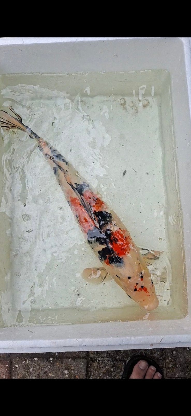 showa 55cm, Karper of Koi