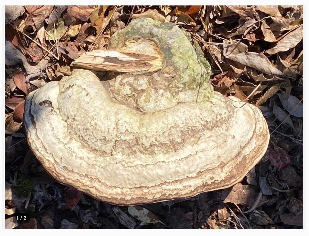 Enorme Tonderzwam - Fomes fomentarius paddestoel, Ophalen of Verzenden