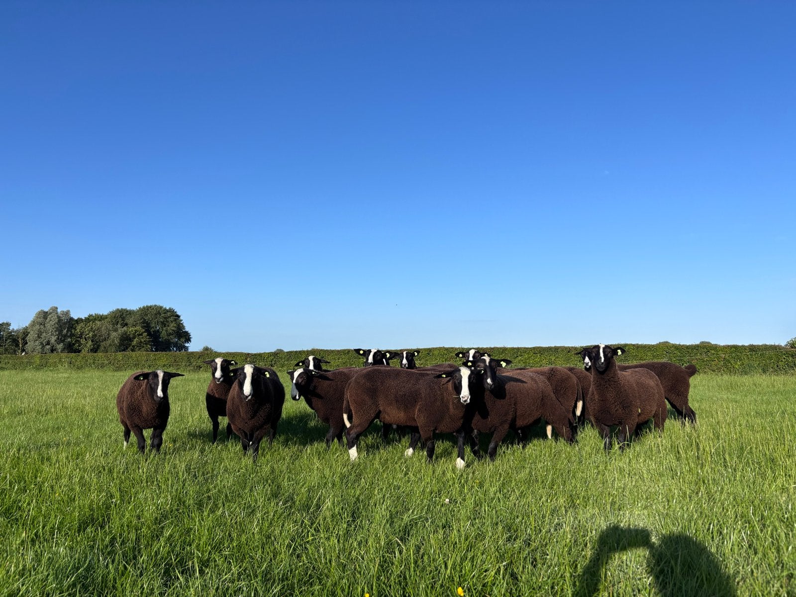 Zwartbles dekrammen, Meerdere dieren, Schaap