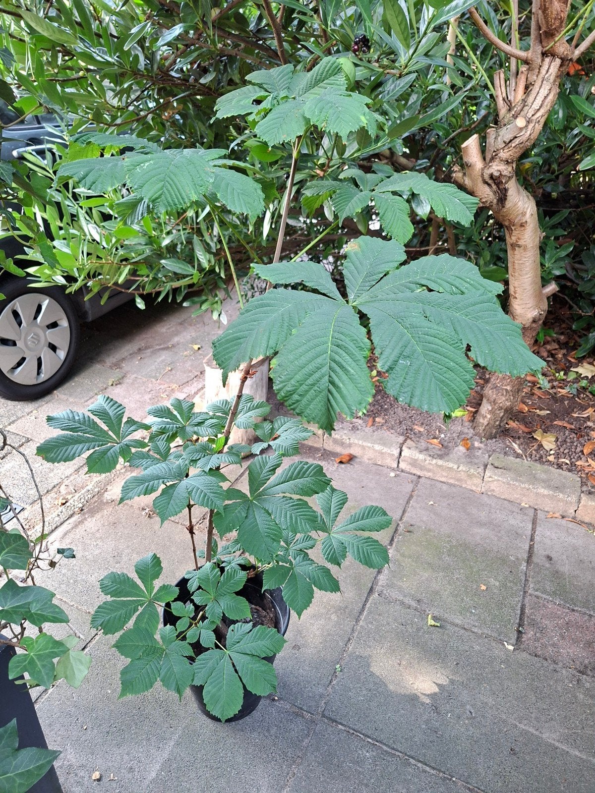 kastanje in pot, Ophalen, Overige soorten, Volle zon