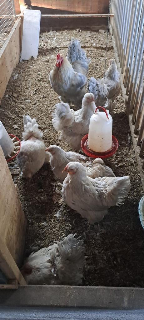 Brahma hennen verschillende kleurslagen te koop, Dieren en Toebehoren, Pluimvee, Vrouwelijk, Kip