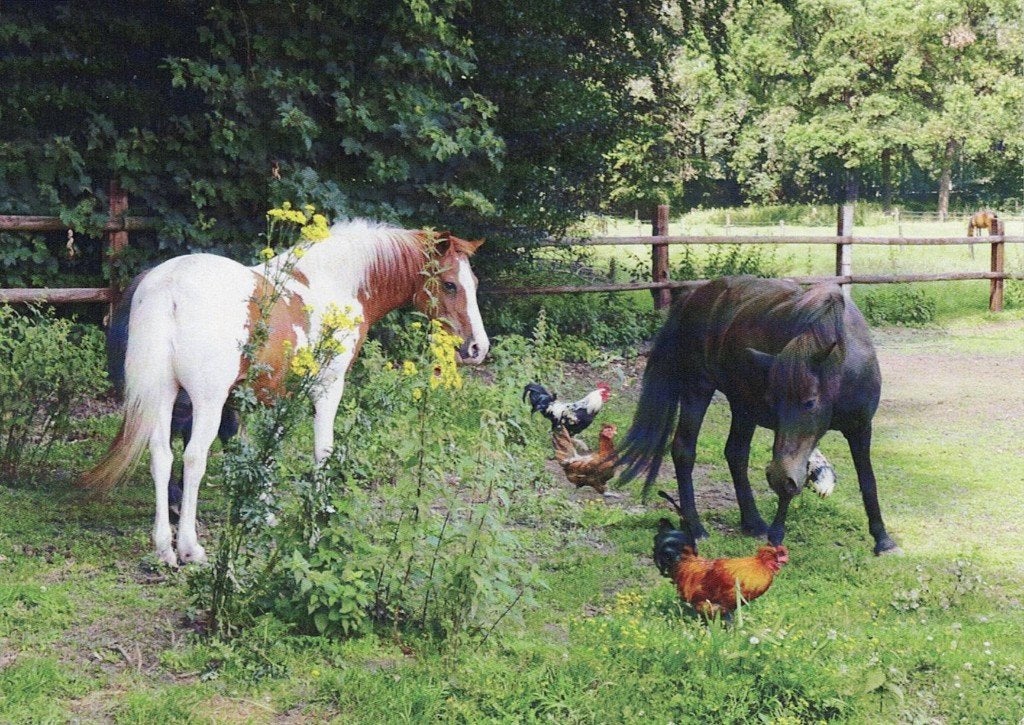 Paarden kijken naar de haan en kippen 496, Verzamelen, Ophalen of Verzenden, 1980 tot heden, Ongelopen, Paard