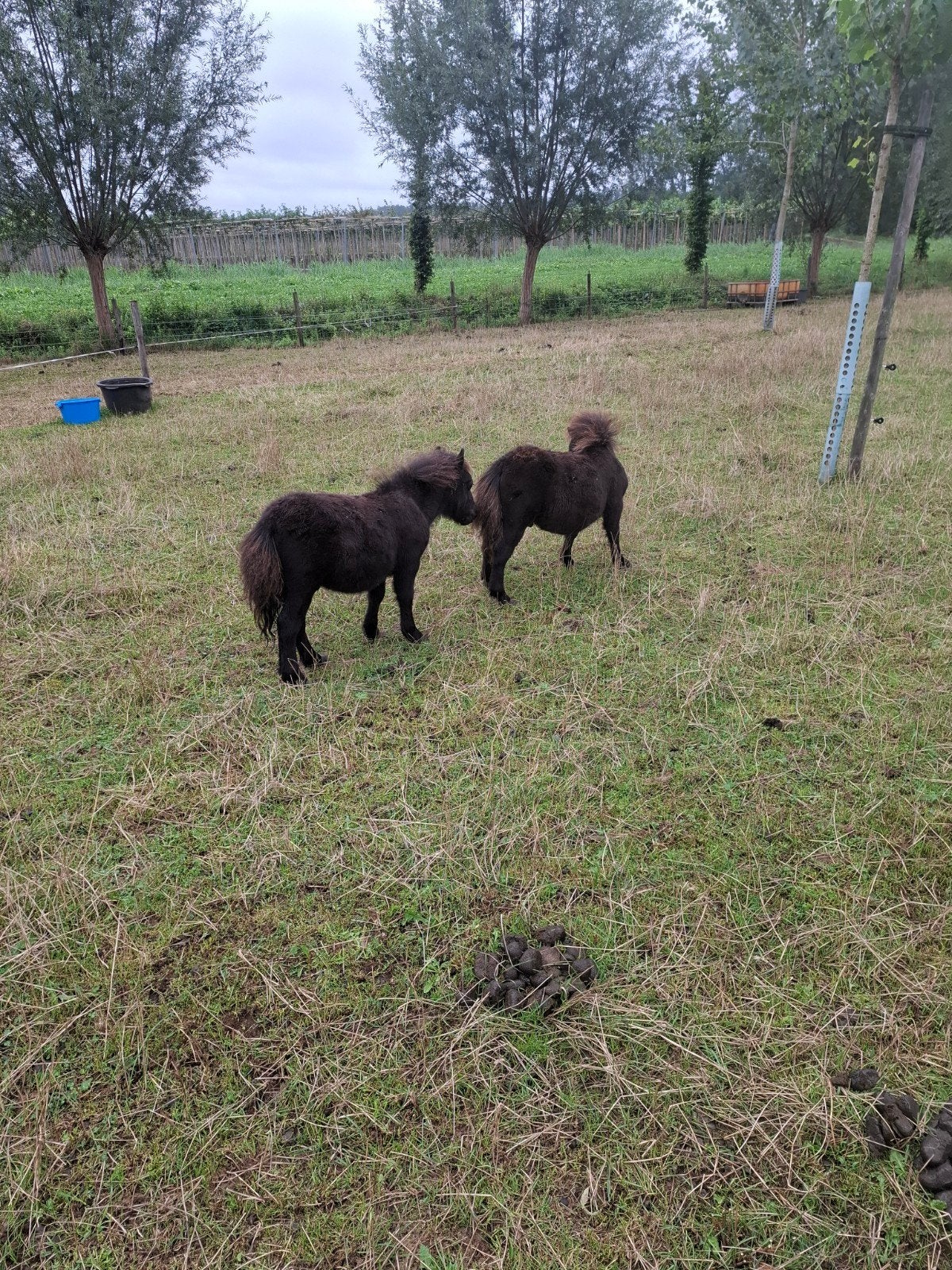 2 shetlander hengst veulens