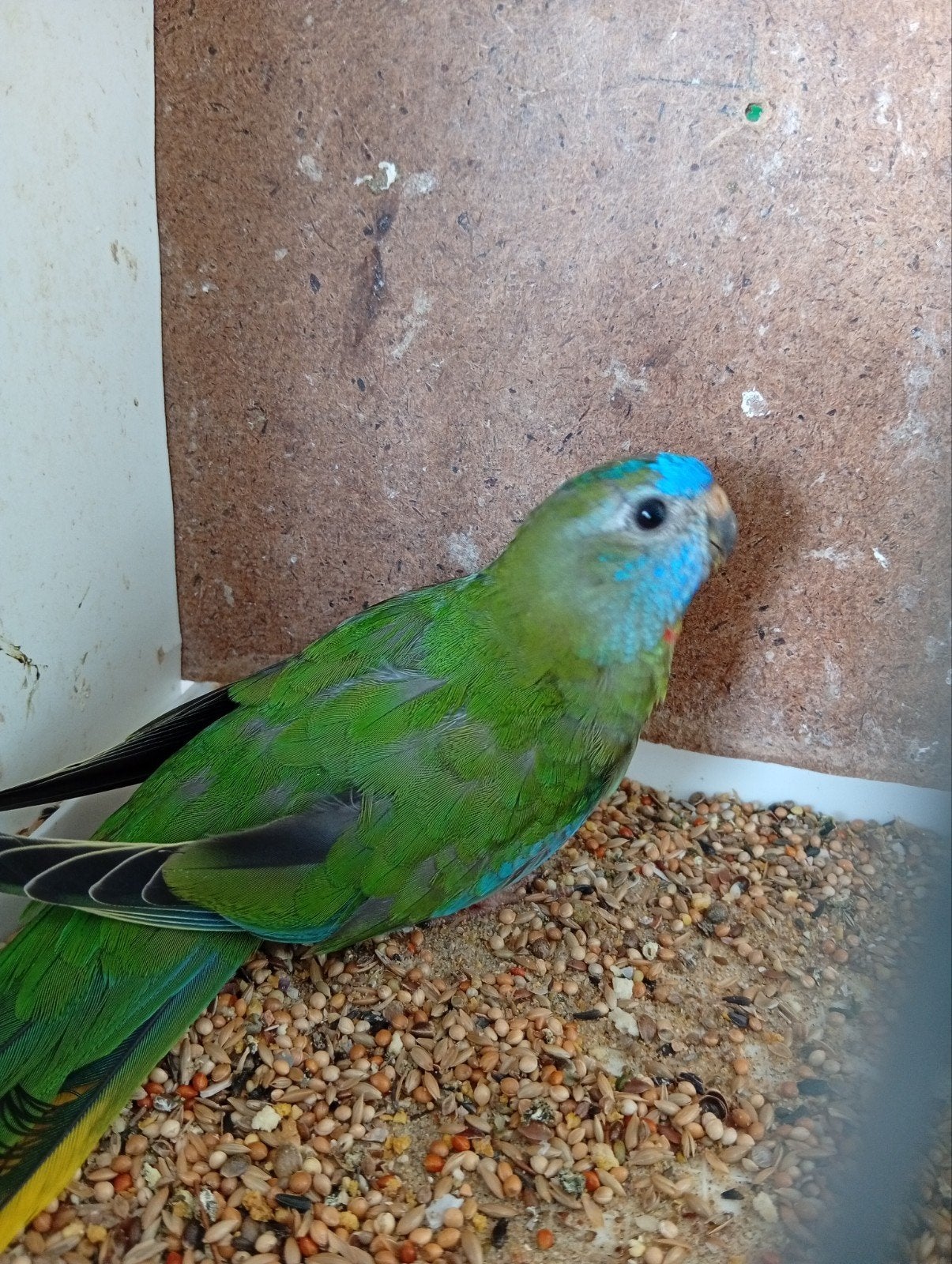 Splendid groen split 26, Dieren en Toebehoren, Meerdere dieren, Parkiet, Geringd