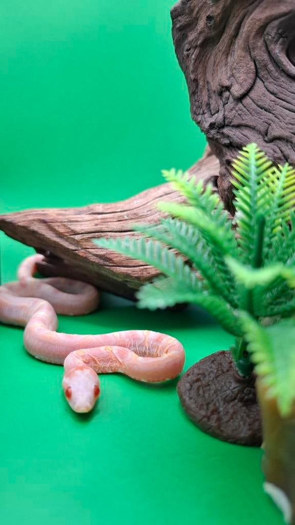 Pantherophis guttatus ~ Amel scaleless het motley Rat Snake - female for sale from Daphne