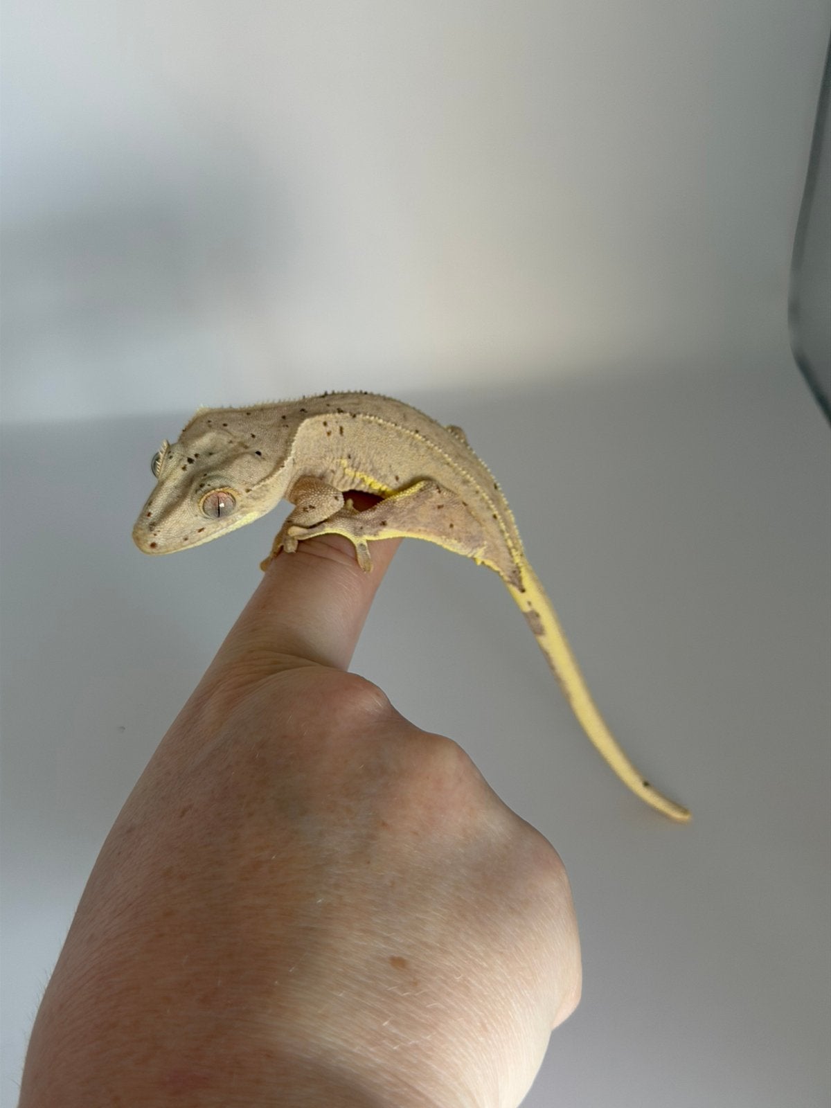Correlophus ciliatus - Crested Gecko - Wimpergekko, 0 tot 2 jaar