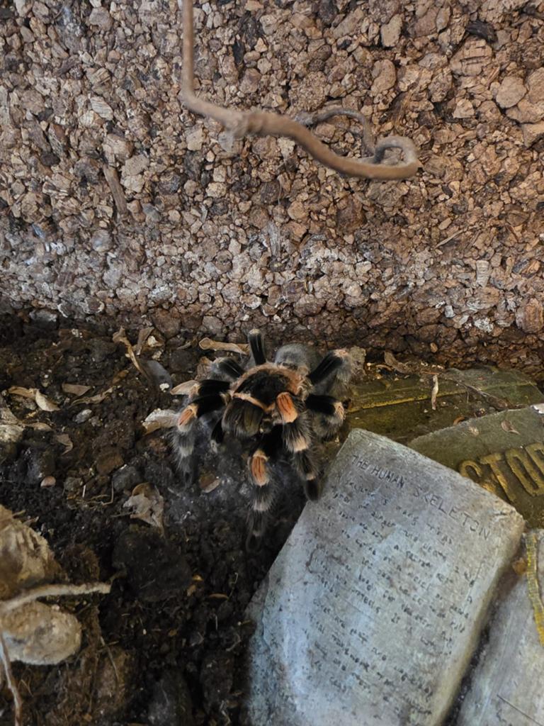 Vogelspinnen en scorpionen, Dieren en Toebehoren, Spin of Schorpioen