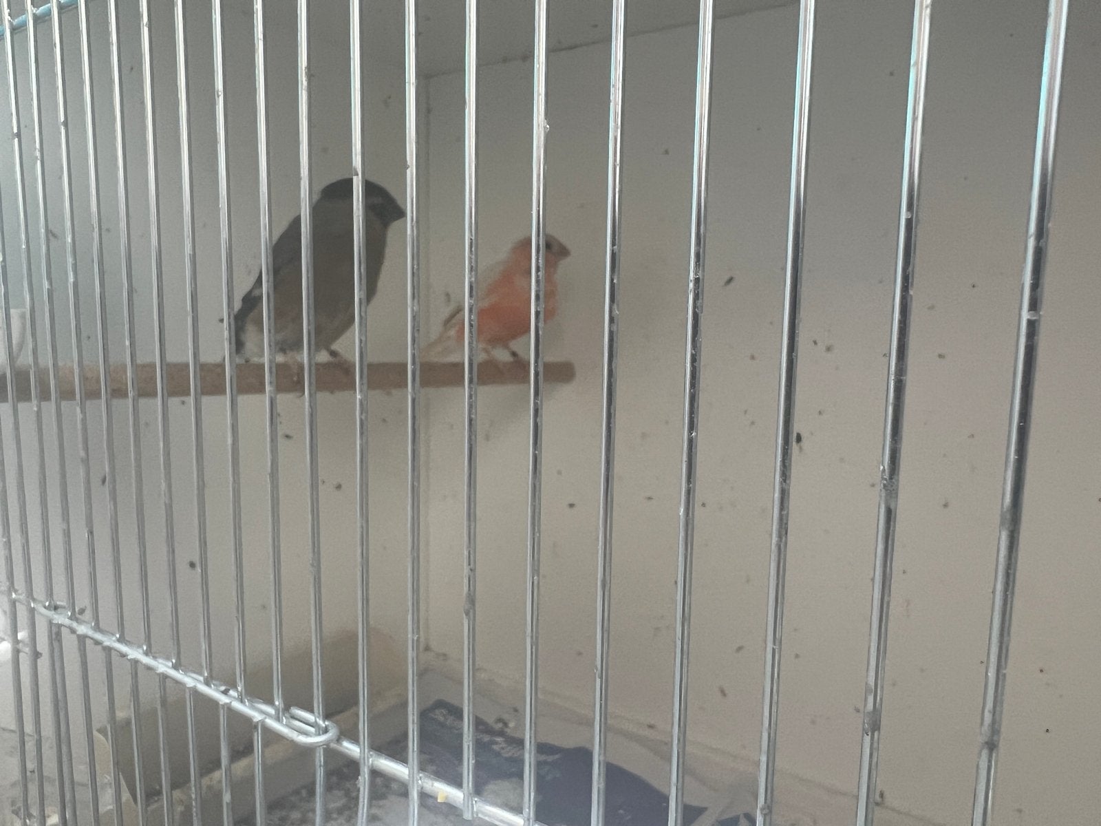 Koppel goudvinken, Dieren en Toebehoren, Vogels | Overige Vogels, Meerdere dieren