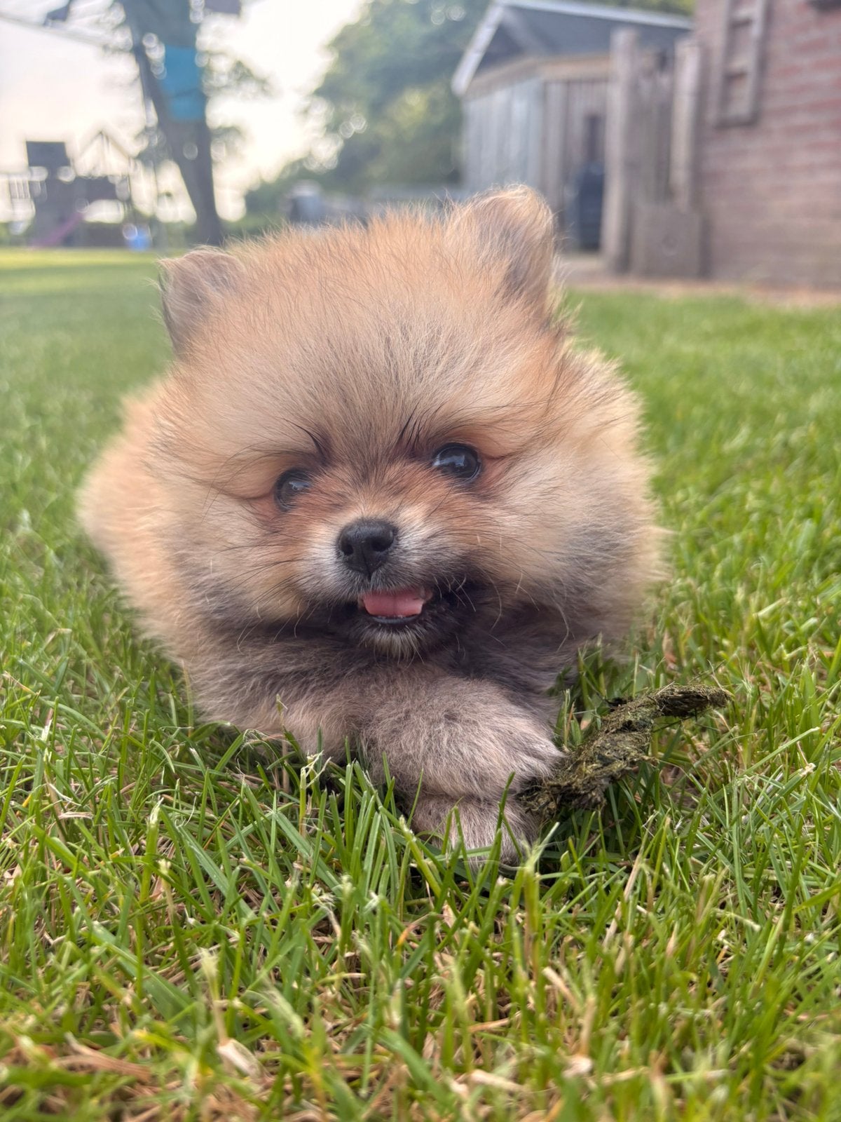 Dwergkees, Pomeriaan pups - 2 stoere kerels!, Parvo, Keeshond, 8 tot 15 weken, Meerdere