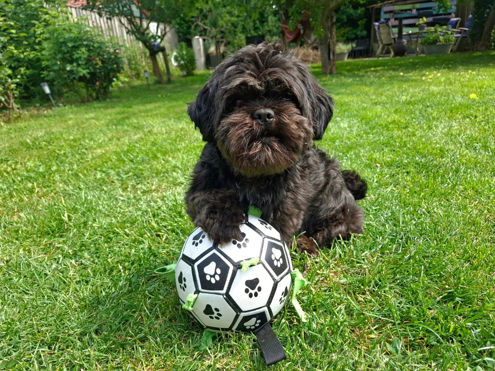 Mooie Dekreu Shih Tzu, Reu, 1 tot 2 jaar, Parvo, Eén hond