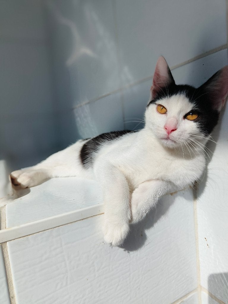 Liefste zusje & broertje zoeken een warm gezinnetje!, Poes, Kortharig, 0 tot 2 jaar
