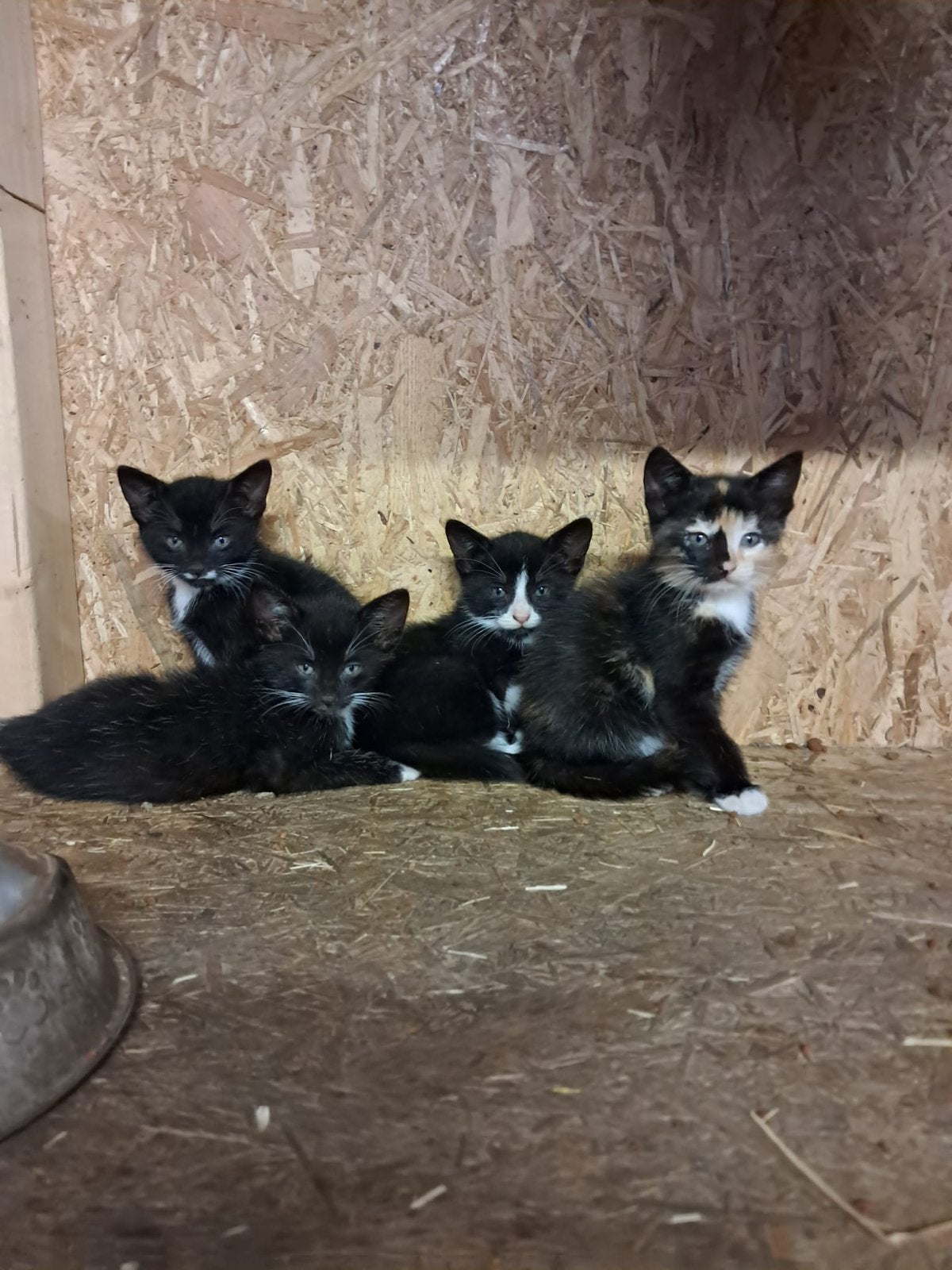 Boerderijkittens te koop
