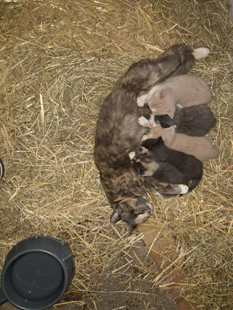 Kittens te koop, Dieren en Toebehoren, Meerdere dieren, Ontwormd, 0 tot 2 jaar