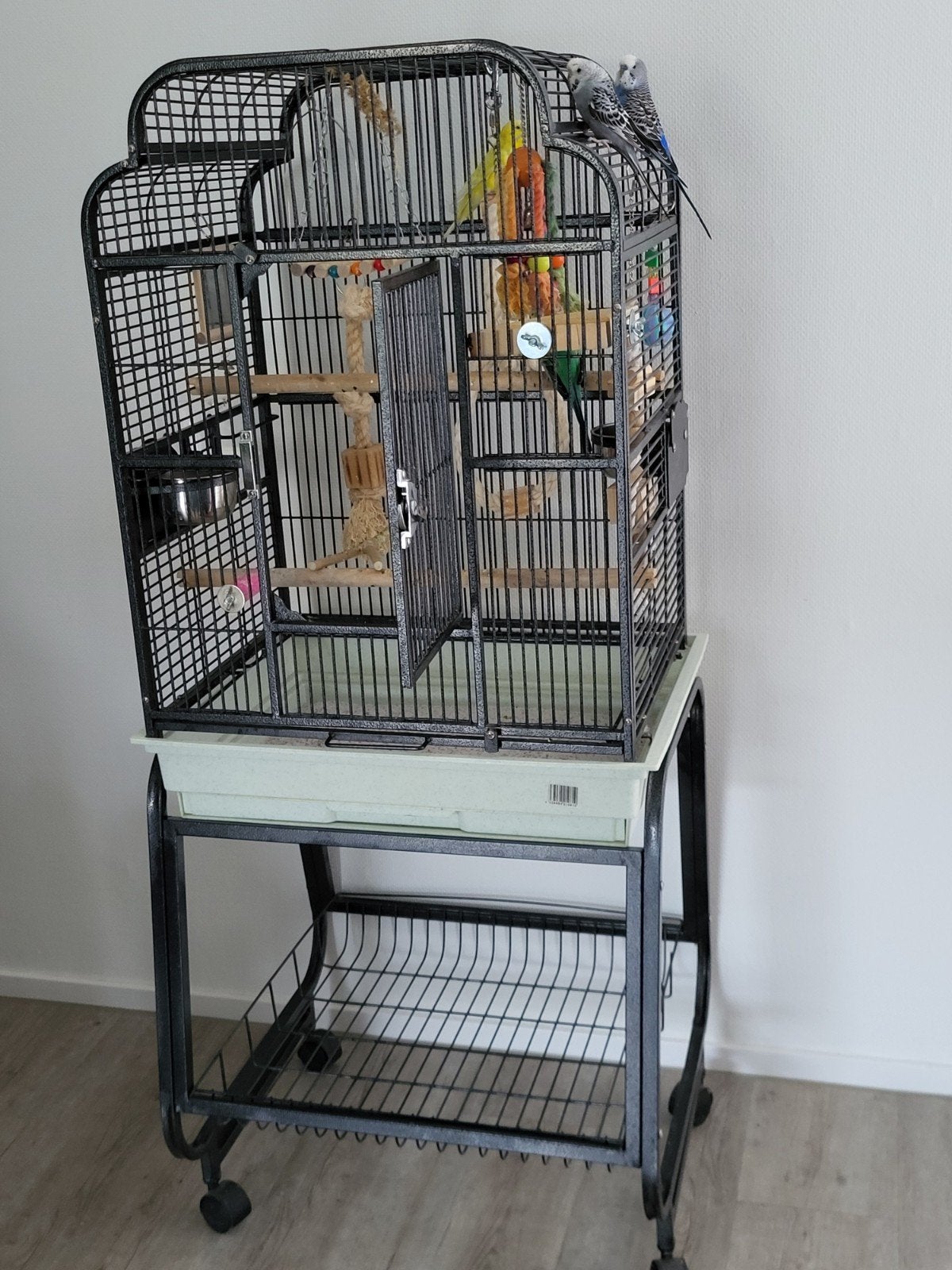 4 lieve grasparkieten met kooi en toebehoren, Dieren en Toebehoren, Meerdere dieren, Parkiet