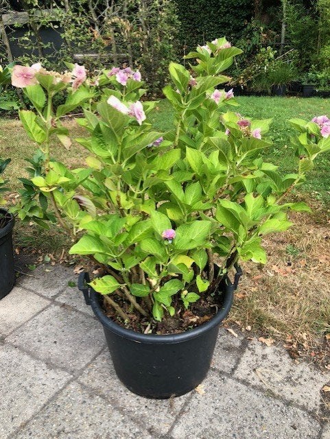 Schermhortensia struik , ongeveer 1 meter hoog . staat, Tuin en Terras, Ophalen, Hortensia, Struik, 100 tot 250 cm